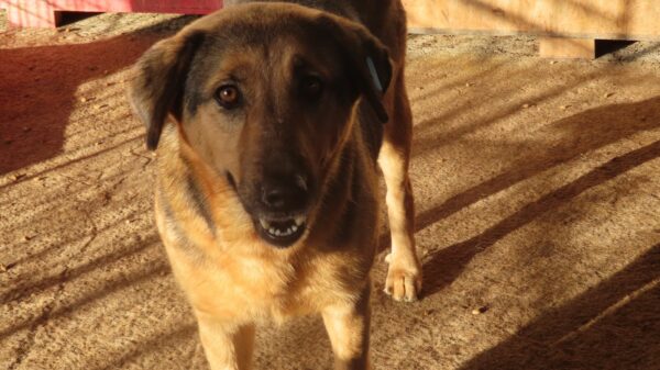 NELLI (♀) – Bild 11
