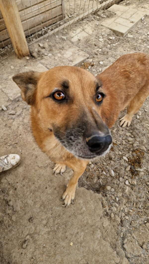 BALTO (♀) - seit 2021 im Shelter - ausgereist zur Tierhilfe Lebenswert DR 25.04.25 – Bild 3