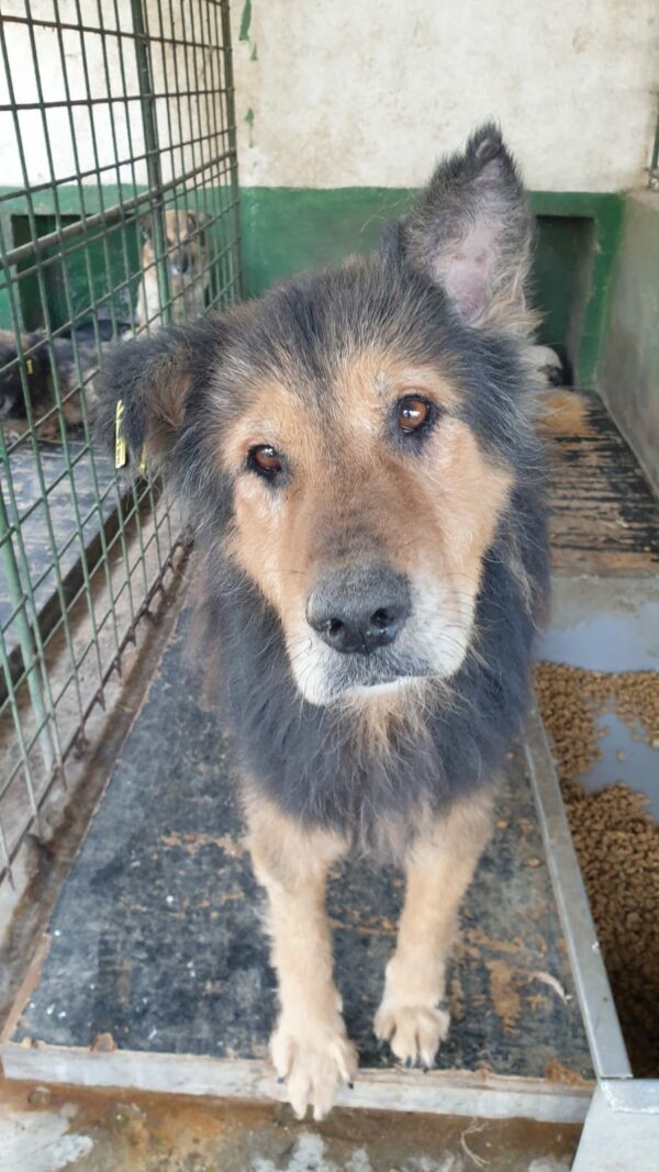 BOUNCE - reserviert Tierhilfe Lebenswert DR (06.12.) - vermittelt – Bild 3