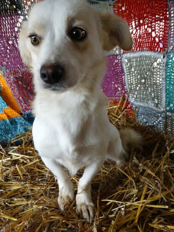 NOEMI - reserviert Betty - vermittelt – Bild 4