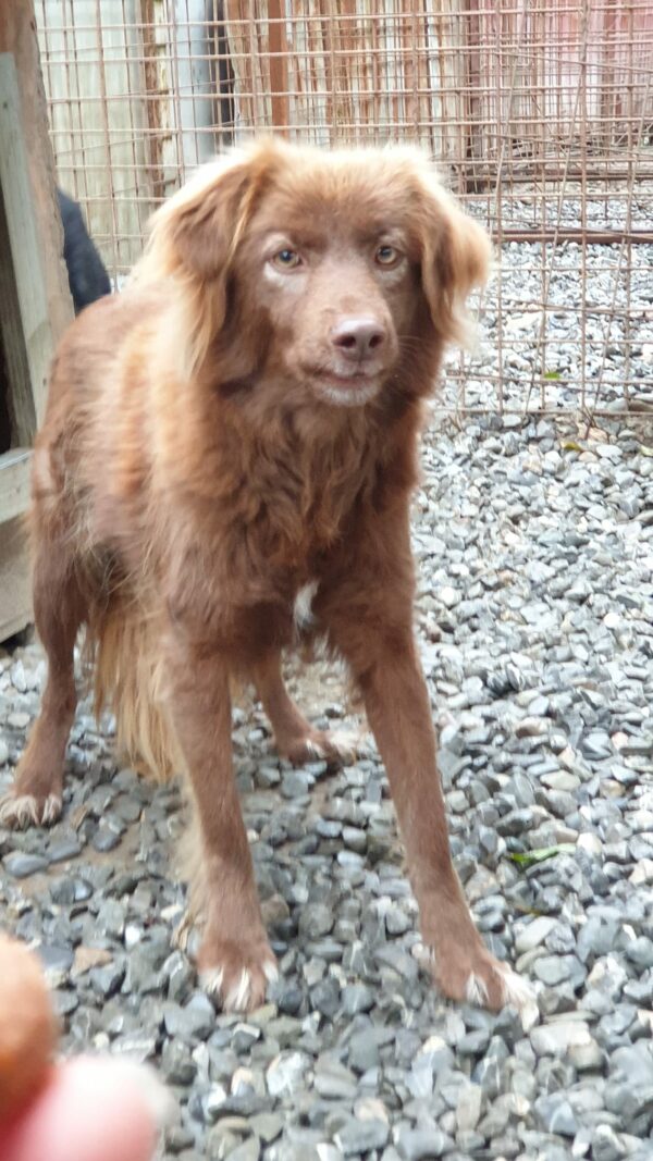 GOLDIE - reserviert Tierhilfe Lebenswert DR (03-01) - vermittelt – Bild 3