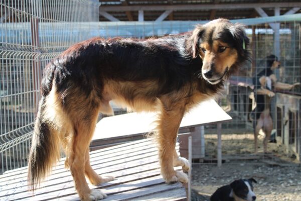 SANCHO (♂) – Bild 11