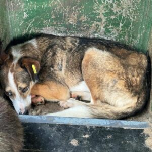 TAYLA (♀) - seit 2021 im Shelter - ausgereist zur Tierhilfe Lebenswert DR 16.05.2025