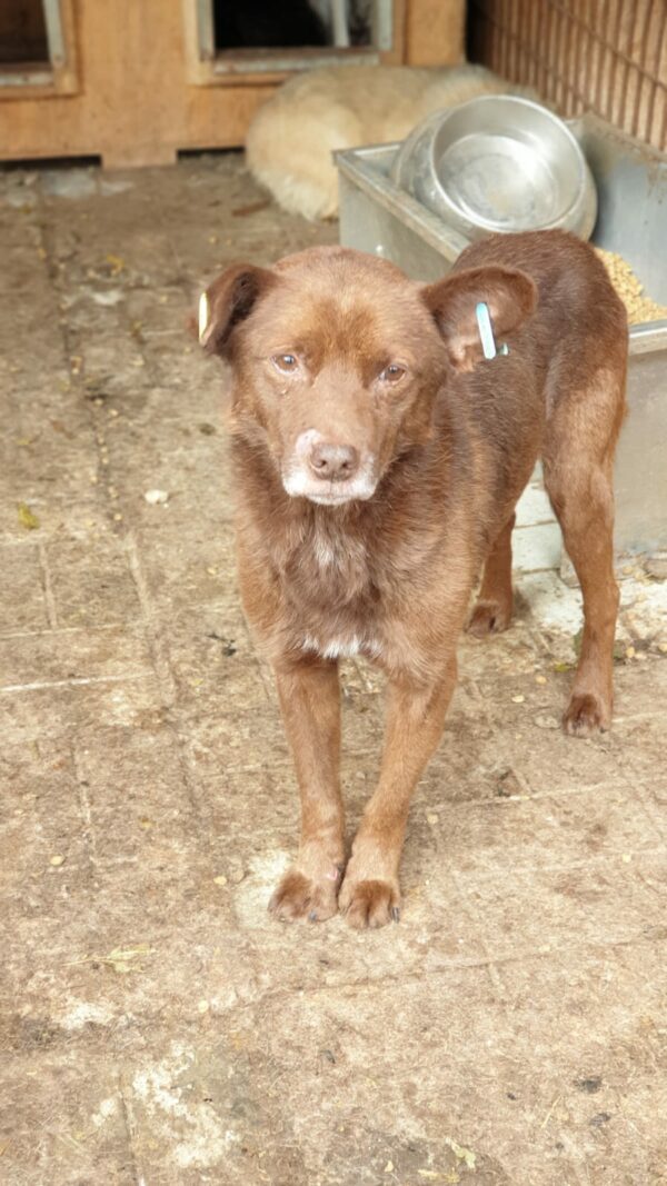 MARCELLINO - Notfall - reserviert (Betty) - vermittelt – Bild 4