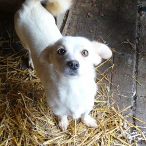 NOEMI - reserviert Betty - vermittelt