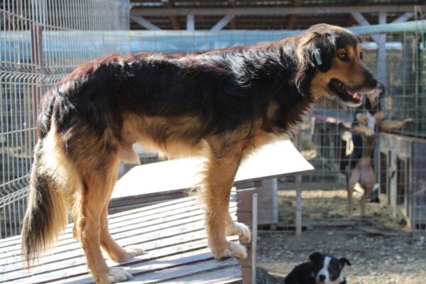 SANCHO (♂) – Bild 10