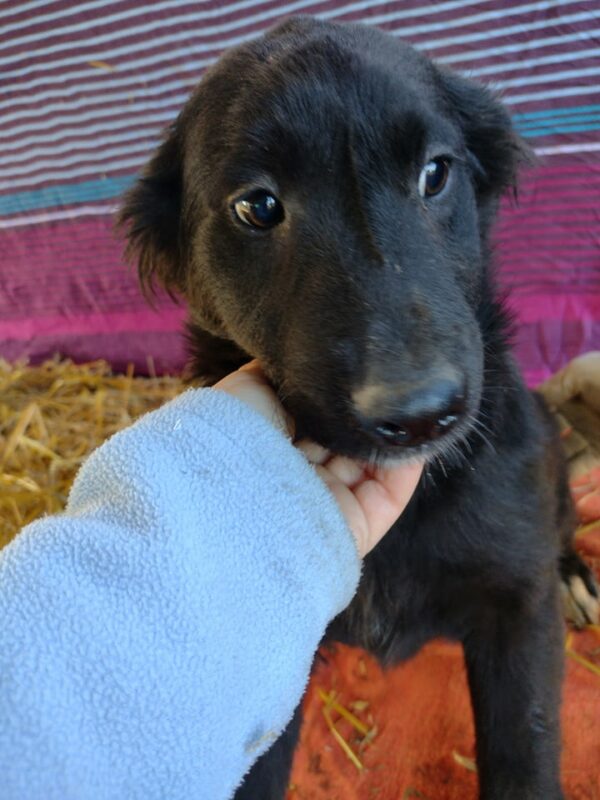 LAYLA - reserviert TH Iserlohn - vermittelt – Bild 4