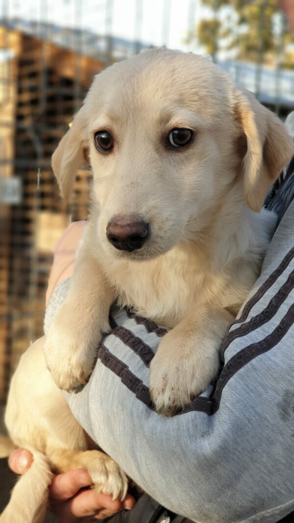 POLLY- reserviert JW - vermittelt – Bild 4