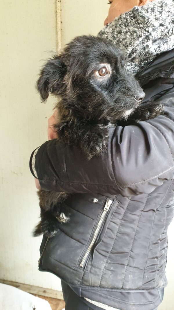 IVY - RBB 12/2021 – Bild 4