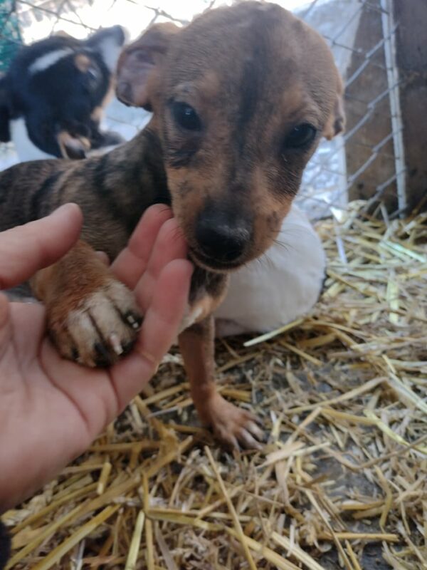 JOLLIE - reserviert TH Filderstadt - vermittelt – Bild 4