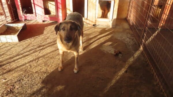 NELLI (♀) – Bild 12