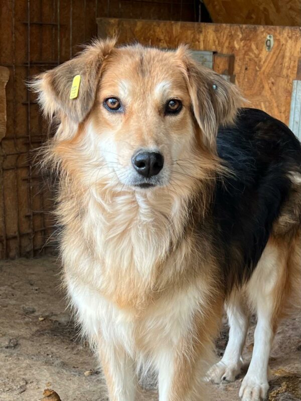 SHAKIRA (♀) - vermittelt NH – Bild 4