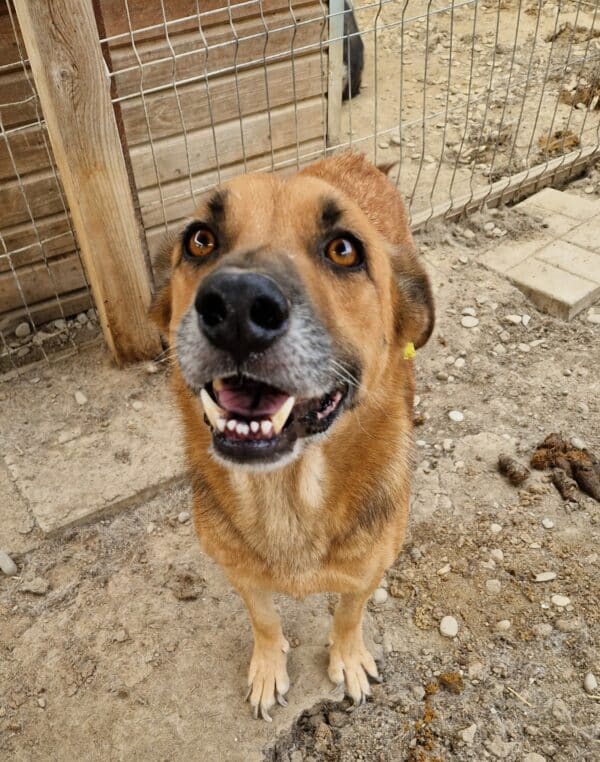 BALTO (♀) - seit 2021 im Shelter - ausgereist zur Tierhilfe Lebenswert DR 25.04.25 – Bild 4