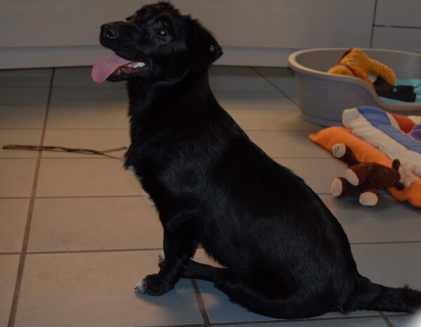 Balu in 54516 Wittlich *vermittelt* – Bild 5