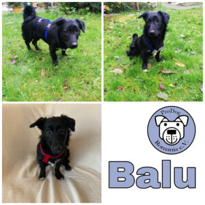 Balu in 54516 Wittlich *vermittelt*