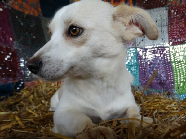 NOEMI - reserviert Betty - vermittelt – Bild 6