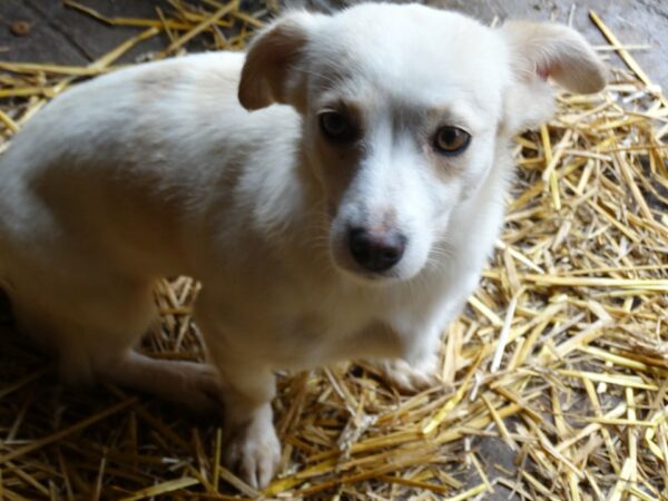 NOEMI - reserviert Betty - vermittelt – Bild 7