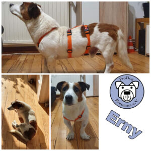 Erny in 66333 Völklingen *vermittelt*