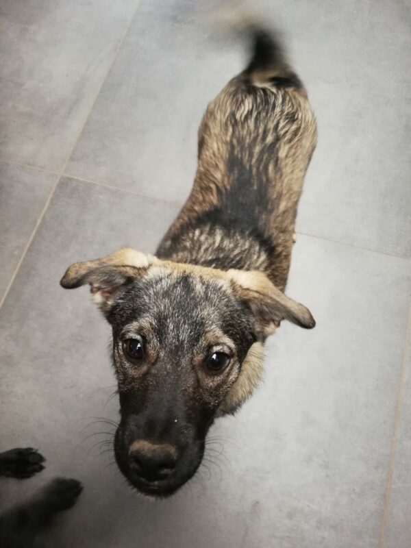 Doddy in 54290 Trier – Bild 2