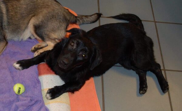 Balu in 54516 Wittlich *vermittelt* – Bild 7