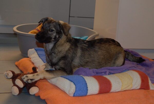 Doddy in 54290 Trier – Bild 3