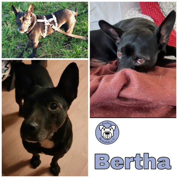 Bertha in 72667 Schlaitdorf *vermittelt*