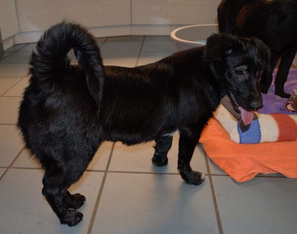 Balu in 54516 Wittlich *vermittelt* – Bild 6