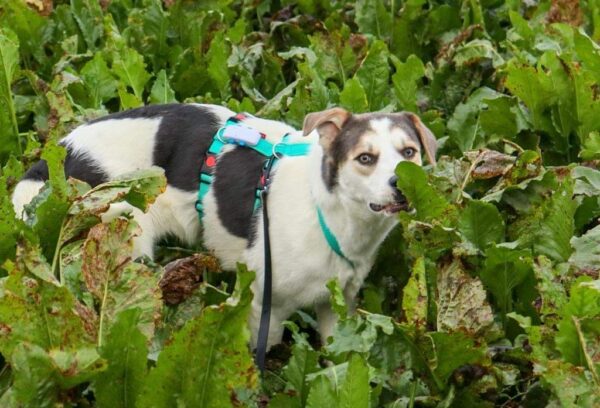 Brody in 53909 Zülpich *vermittelt* – Bild 7