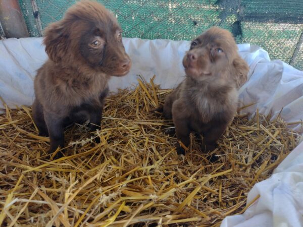 SWEETIE - reserviert TINO - vermittelt – Bild 3