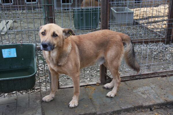 BALTO (♀) - seit 2021 im Shelter - ausgereist zur Tierhilfe Lebenswert DR 25.04.25 – Bild 11