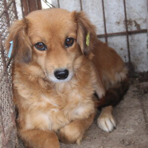 LUCY - reserviert TST Rösrath vermittelt