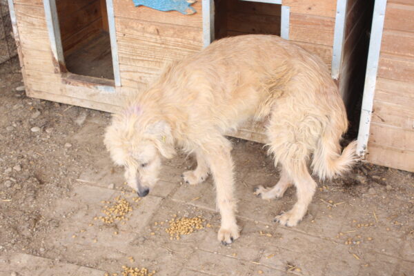 CHESTER - Notfall - auf Pflegestelle in PLZ 1 - vermittelt – Bild 3