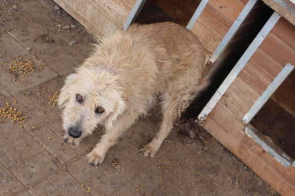 CHESTER - Notfall - auf Pflegestelle in PLZ 1 - vermittelt – Bild 2