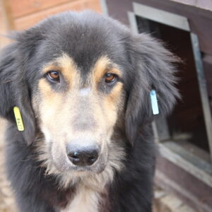 RAVEL - vermisst 04/2022