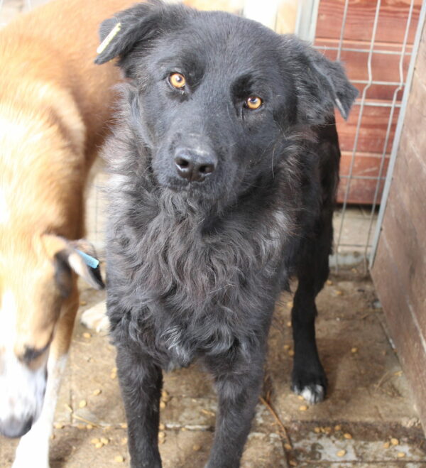 ASH (♂) – Bild 4
