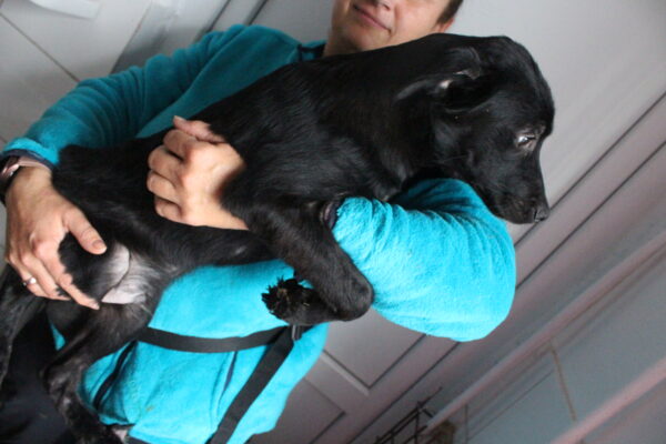 OGGY - reserviert JW vermittelt – Bild 5