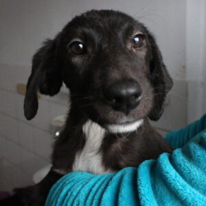 PEPS - sollte schnellstmöglich ausreisen - reserviert Tierhilfe Lebenswert DR (18.12.) - vermittelt