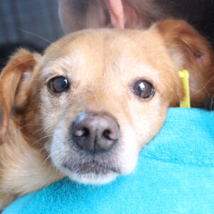 MURPHY - auf Pflegestelle in PLZ 1 - vermittelt