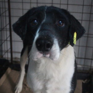 PINOCCHIO - vermisst 11/2022