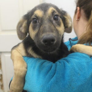 HANNY - reserviert MG vermittelt