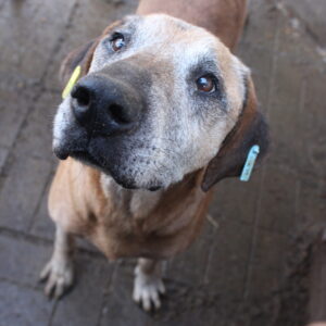 GUSTAV - RBB 12/2021