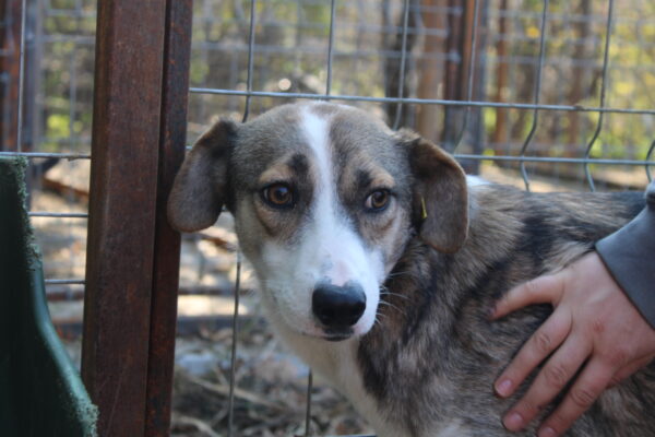 TAYLA (♀) - seit 2021 im Shelter - ausgereist zur Tierhilfe Lebenswert DR 16.05.2025 – Bild 9