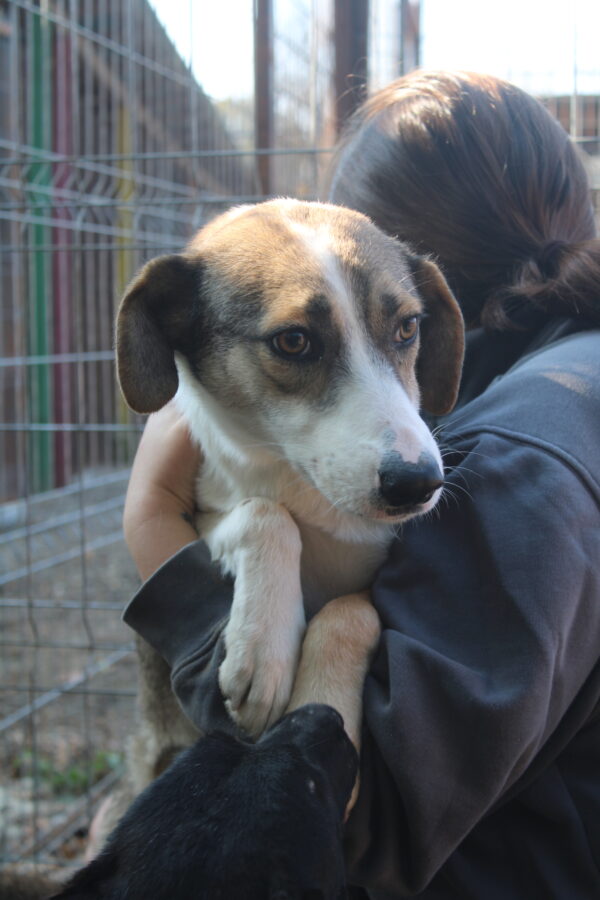 TAYLA (♀) - seit 2021 im Shelter - ausgereist zur Tierhilfe Lebenswert DR 16.05.2025 – Bild 11