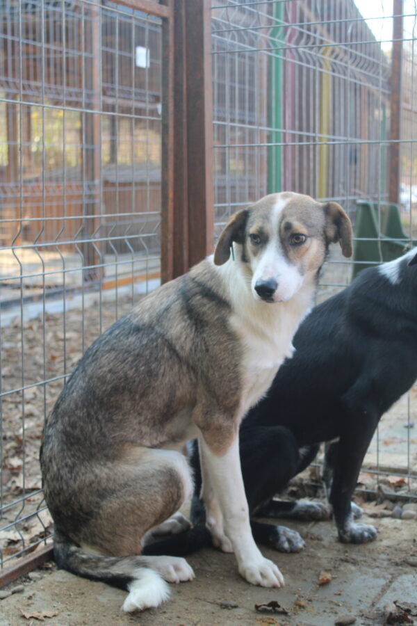 TAYLA (♀) - seit 2021 im Shelter - ausgereist zur Tierhilfe Lebenswert DR 16.05.2025 – Bild 10