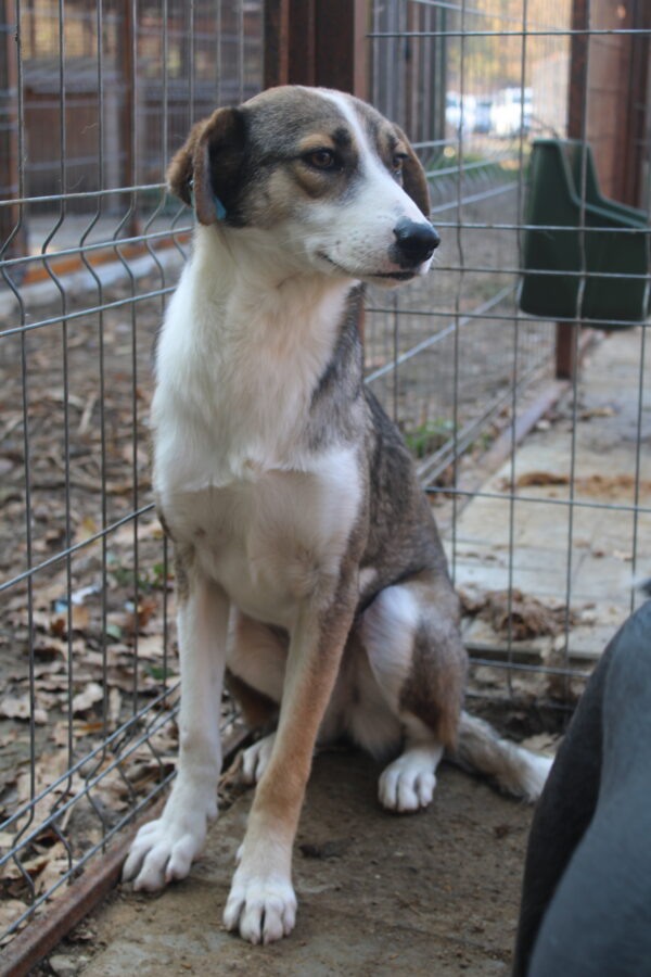 TAYLA (♀) - seit 2021 im Shelter - ausgereist zur Tierhilfe Lebenswert DR 16.05.2025 – Bild 8