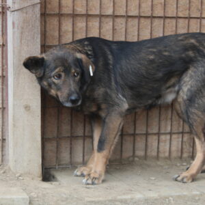 BELI - vermisst 04/2022