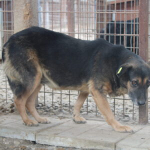 ALMA - vermisst 11/24