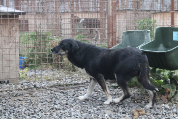 DONNATELLA (♀) – Bild 5