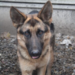 DESIREE - zu dünn - reserviert TH Filderstadt - vermittelt