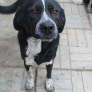 BRENDAN - reserviert Manuela vermittelt